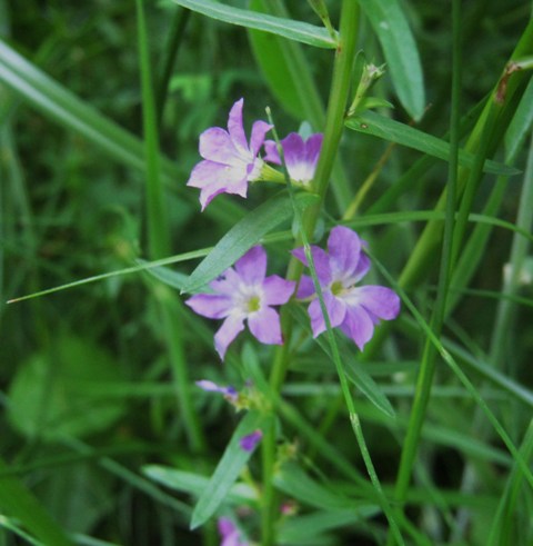 pianta da determ 2 - Lythrum sp.